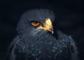 Atmospheric Grey Eagle-Buzzard Portrait with Piercing Stare Royalty Free Stock Photo