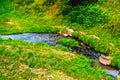 Atmospheric landscape with river. water stream among green grass . Beautiful scenery with small river