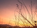 Silhouettes of Mountains, Hills, and a Dried Branched Forest at Sunset