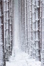 Atmospheric, magical Christmas winter forest full of white snow