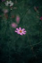 Atmospheric mood natural scenic flower bed with blossom rose bud and petals in dark greenery environment space with dusk lighting Royalty Free Stock Photo