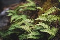 Atmospheric mossy hillock with fern leaves in the forest, Polypodium vulgare, selective focus. Royalty Free Stock Photo