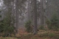 Atmospheric mystical foggy morning forest