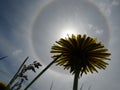 Type of atmospheric optical phenomenon halo through the prism of a dandelion. Royalty Free Stock Photo