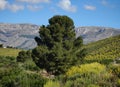 Atmospheric peaceful landscape view in the south spanish mountains with beautiful big full-grown pine