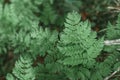 fern leaves in the forest with a mystical light