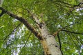 Atmospheric photo under the tree crone of birch tree in summer time. Bark original structure, color recognizable Royalty Free Stock Photo