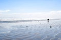 Silhouettes of a surfer couple walking into the Pacific Ocean with birds wandering around the beach Royalty Free Stock Photo