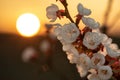 Atmospheric springtime sunset photo with the sun in the background on the left and the close-up of fruit blossoms on the right