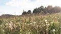 Atmospheric sunny summer evening outside the city in nature. A beautiful field with dandelions, herbs and wild flowers in the rays Royalty Free Stock Photo