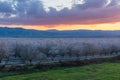 Atmospheric Sunset over Almond Blooming Orchards near Modesto, California