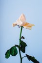 Atmospheric toned photo of the withering rose on the blue color background