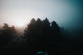 Atmospheric view of tree silhouettes in a foggy forest with an ambient sunlight