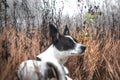 Atmospheric wet field and blurred dog in the foreground, travel photo Royalty Free Stock Photo