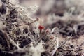 Atmospheric wild nature background with Devil`s Matchstick lichen. Cladonia floerkeana