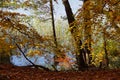 Atmospherically colored autumn forest on a calm lake - beech forest - beech light incidence light beam Royalty Free Stock Photo