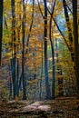 Atmospherically colored autumn forest on a calm lake - beech forest - beech light incidence light beam