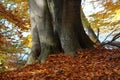 Atmospherically colored autumn forest on a calm lake - beech forest - beech light incidence light beam Royalty Free Stock Photo