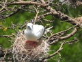 Atoba, free bird found on the island of Fernando de Noronha, Brazilian coast, state of Pernambuco, Brazil, August, 2022 Royalty Free Stock Photo