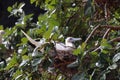 Atoba, free bird found on the island of Fernando de Noronha, Brazilian coast, state of Pernambuco, Brazil, August, 2022 Royalty Free Stock Photo