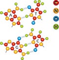 Atomic structure of DNA molecules in bright colors.