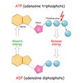 ATP and ADP. Absorb and Release energy into cell