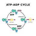 ATP ADP cycle. Phosphorylation. Royalty Free Stock Photo