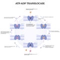 ATP and ADP translocase Royalty Free Stock Photo