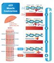 ATP muscle contraction cycle vector illustration labeled educational scheme