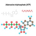 ATP. Structural chemical formula and model of adenosine triphosphate