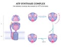 ATP synthase Royalty Free Stock Photo