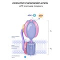 ATP synthase complex Royalty Free Stock Photo