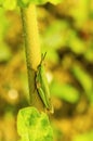 Atractomorpha sinensis Bolvar near Sangli