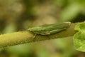 Atractomorpha sinensis Bolvar near Sangli