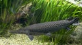 Atractosteus spatula alligator gar fish in aquarium Royalty Free Stock Photo