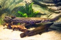 Atractosteus spatula - Alligator gars Royalty Free Stock Photo