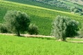 Atri Natural Park (Italy), landscape at summer Royalty Free Stock Photo