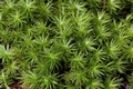 Atrichum Moss 704141