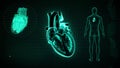 Function of Chambers in Human Heart