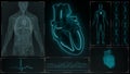 AV and SA Node Signals or Atrioventricular and Sinoartial Node Signal of Human Heart