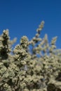 ATRIPLEX CANESCENS FRUIT - JOSHUA TREE NP - 072620 A