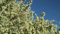 ATRIPLEX CANESCENS FRUIT - JOSHUA TREE NP - 072620 V A