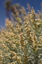 ATRIPLEX POLYCARPA BLOOM - JOSHUA TREE NP - 052220 A Royalty Free Stock Photo