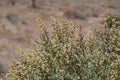 ATRIPLEX POLYCARPA BLOOM - JOSHUA TREE NP - 052220 C Royalty Free Stock Photo