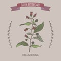 Atropa belladonna aka belladonna or deadly nightshade color sketch. Green apothecary series.