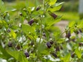 Atropa belladonna, ( belladonna or deadly nightshade) is poisonous perennial plant