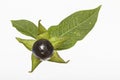 Atropa belladonna Royalty Free Stock Photo