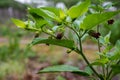 Atropa belladonna, commonly known as belladonna or deadly nightshade, is poisonous perennial herbaceous plant in nightshade