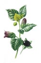 Atropa belladonna  flower. or commonly known as belladonna or deadly nightshade poisend plant family of the Solanaceae. Antique ha Royalty Free Stock Photo