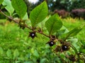 Atropa belladonna. Fruits of belladonna, banewort or deadly nightshade. Royalty Free Stock Photo
